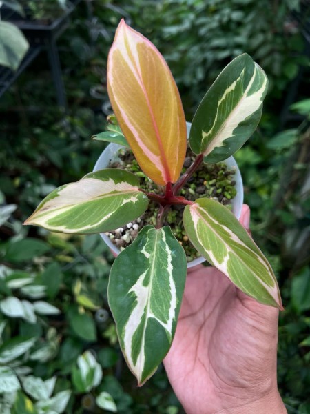 Philodendron cherry red mutation 1- NEW!!