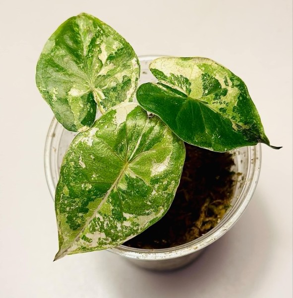 Alocasia plumbea gold variegata - NEW!!