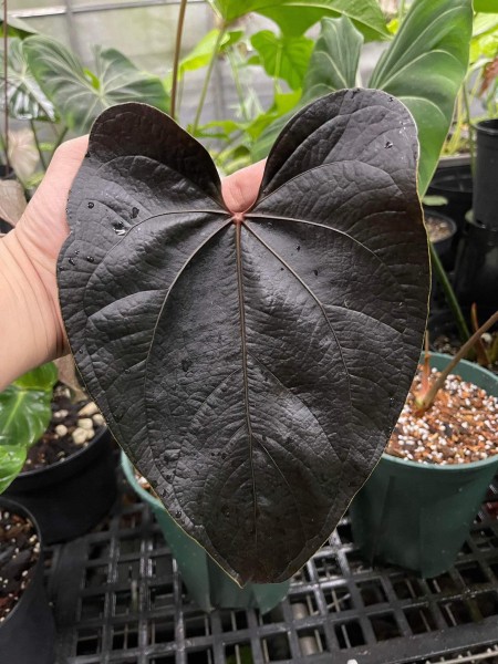 Anthurium Queen of hearts - TC - NEW!!!
