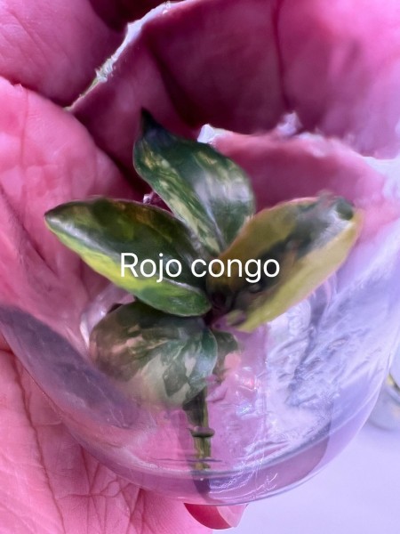 Philodendron Red Congo variegata 1 - NEW!!!