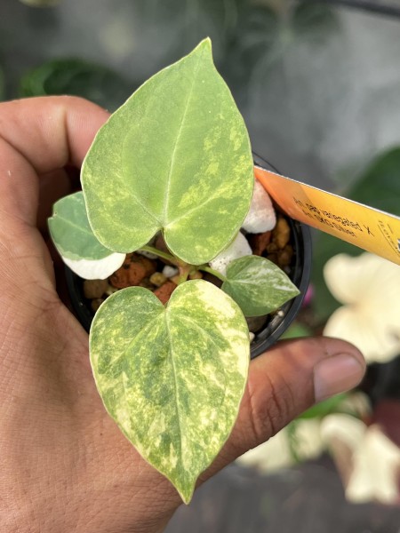 Anthurium Papillilaminum var. X SKG Silver - NEW!!