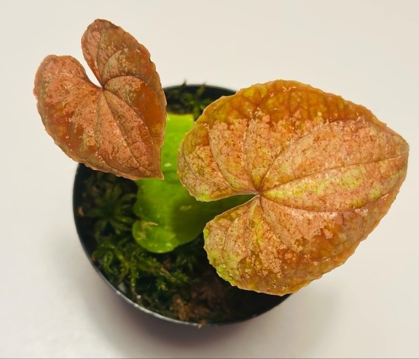 Dioscorea Red Pingui Ecuador - !!NEW!!