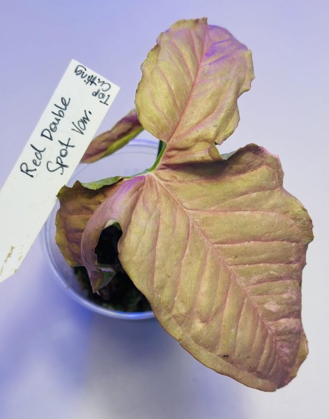 Syngonium Red Double variegata - NEW!!!