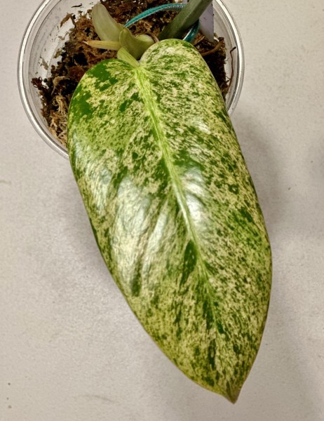 Philodendron Whipple way mint variegata - !!!NEW!!!