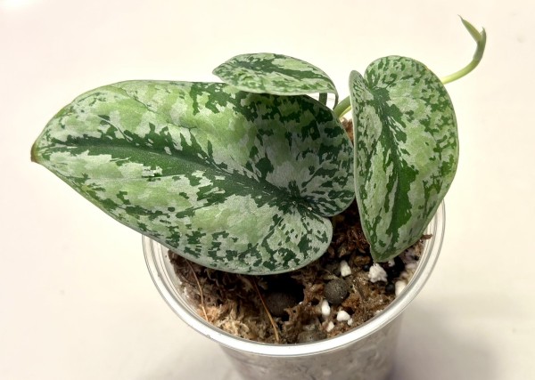 Scindapsus tricolor silver - NEW!!