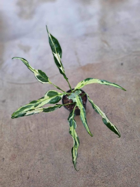 Spathiphyllum variegata sp. Indonesian mutation - NEW!!!