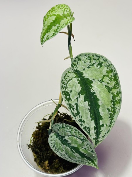 Scindapsus tricolor silver - NEW!!