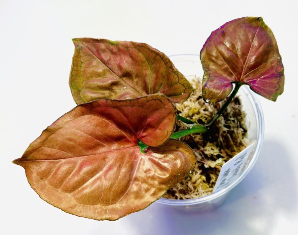 Syngonium Orm Nak double red - NEW!!