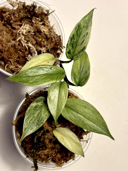Scindapsus hederaceum mint variegata - New!!