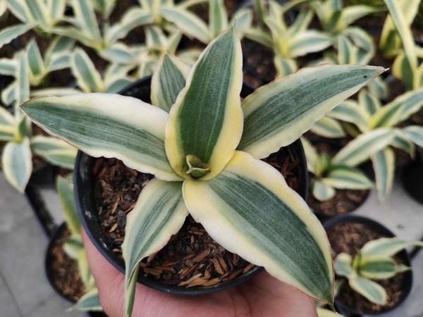 Katana variegata - NEW!!!