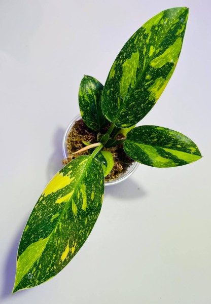 Philodendron Green Congo Marble variegata 1 - NEW!!