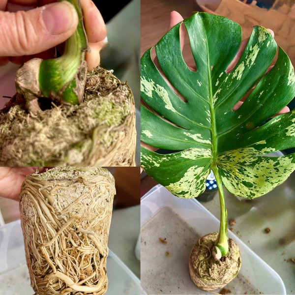Monstera del. Bulbasaur - Stemcutting - NEW!!!
