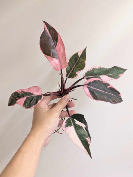 Philodendron Pink Princess mutation 2 - NEW!!