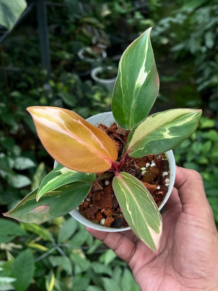 Philodendron cherry red mutation 2 - NEW!!