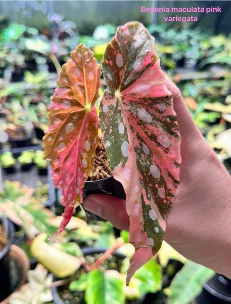 Begonia maculata pink variegata 1 - NEW!!!