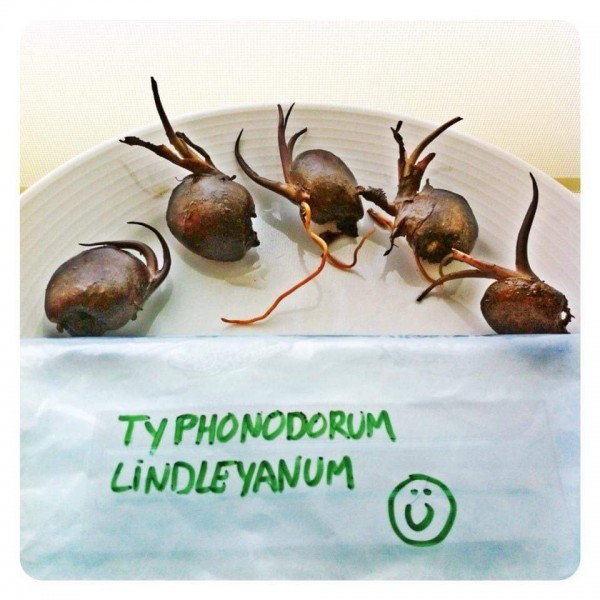 Typhonodorum Lindleyanum - SAMEN - NEW!!