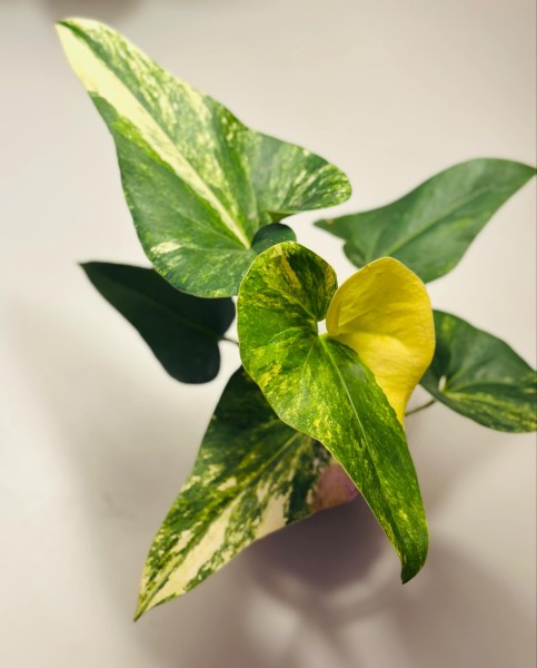 Anthurium brownii variegata - NEW!!!