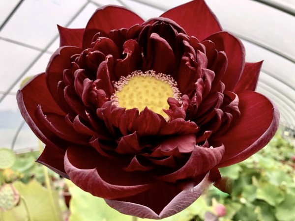 Mo Hong - Ink Red - Black Lotus _ AUS