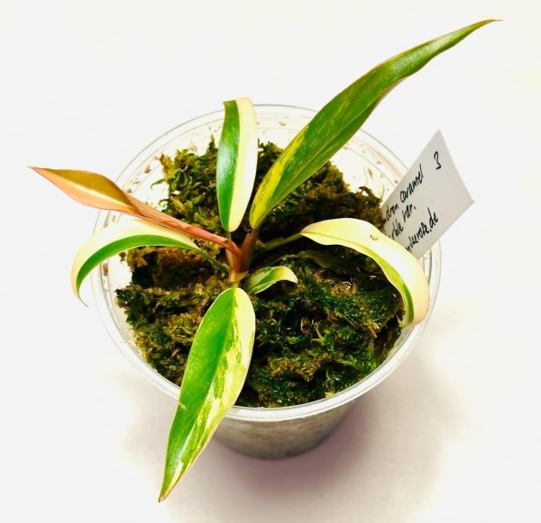 Philodendron caramel marble 3 - NEW!!!