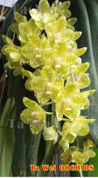 Phalaenopsis Ta Wei - Rare Green Flower- NEW!!