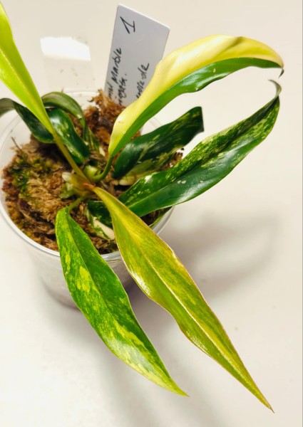 Philodendron caramel Marble 2 - NEW!!!