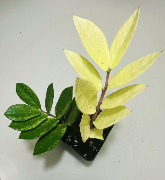 Zamioculcas Mint variegata - NEW!!!