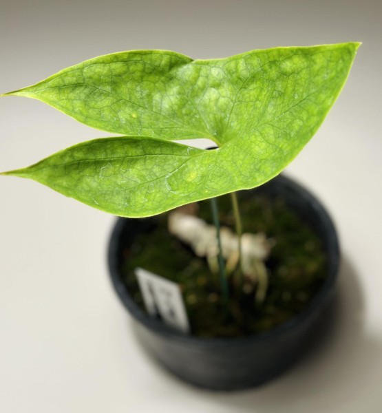 Nephthytis afzelii - NEW!! RARE!!