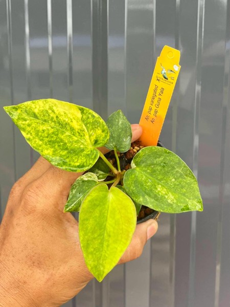 Anthurium Papililaminum var. X Guna Yala - NEW!!!