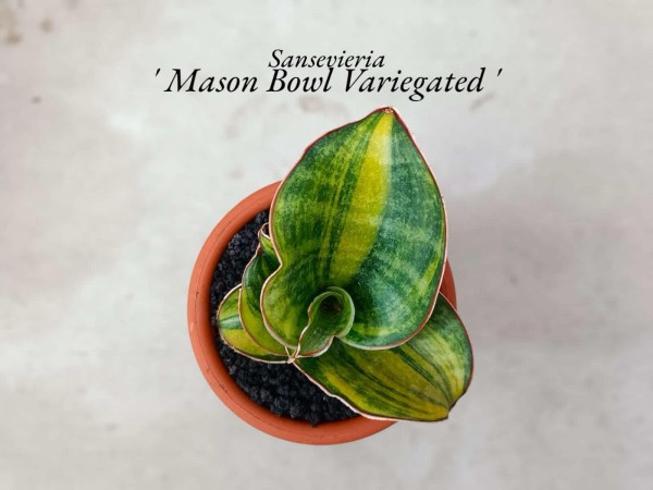 Mason Bowl variegata - NEW!!!!