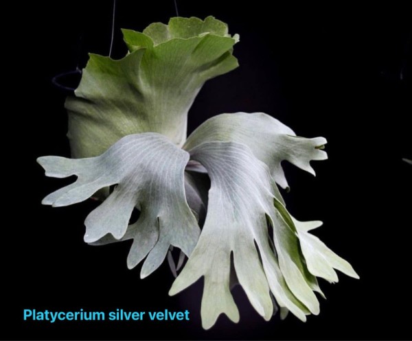 Platycerium Silver Velvet - NEW!!!