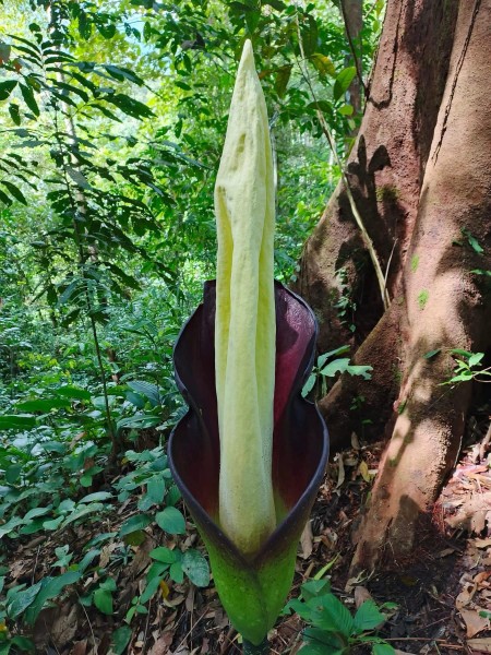 Amorphophallus sp. Kalbar - NEW!!!