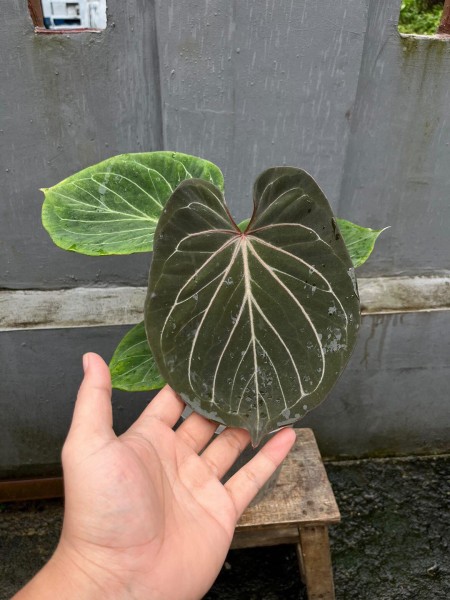 Anthurium King of Spades X Red Crystalinum -Large - NEW!!