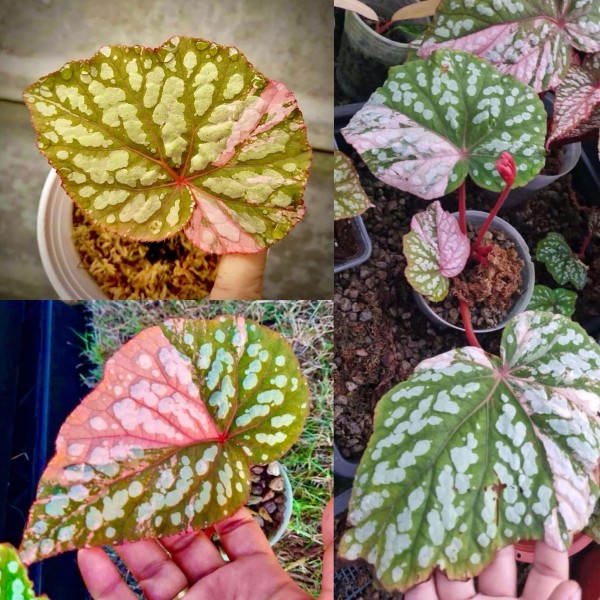 Begonia Betsy variegata - NEW!!!