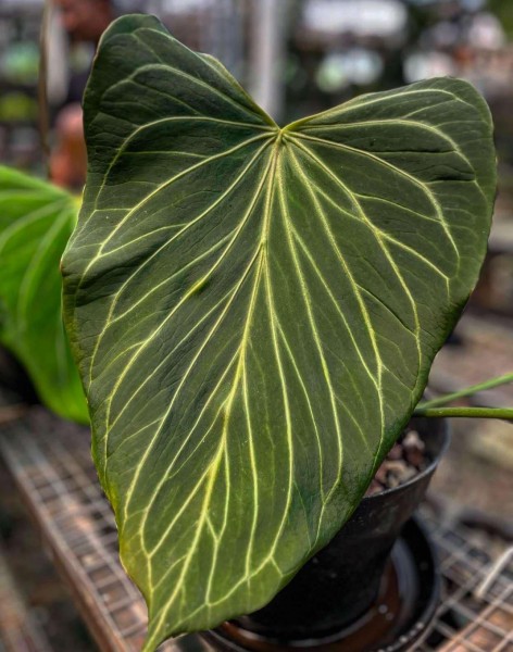 Anthurium KOS X RC Butterfly - NEW!!!