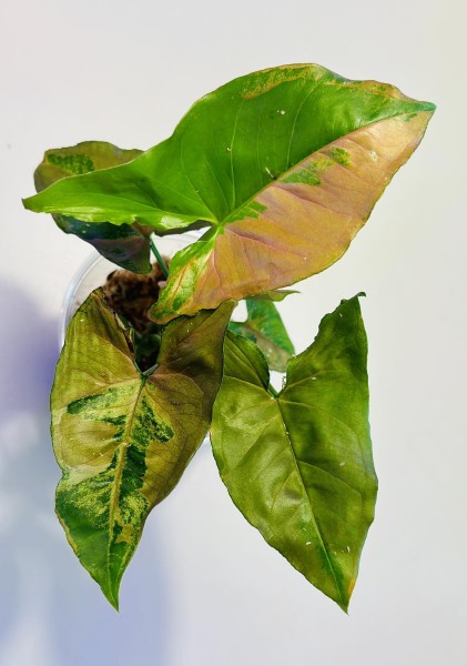 Syngonium Orm sublava - NEW!!