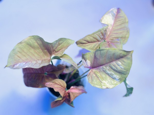 Syngonium Red double variegata - NEW!!!