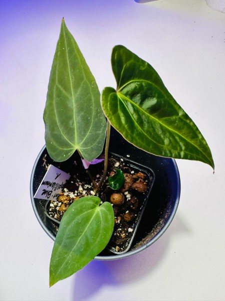 Anthurium Blue papillilaminum - ECHTE !!!NEW!!!