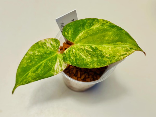 Anthurium Papi var. X RVDP USA Clone - NEW!!!