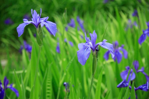 Iris laevigata blau