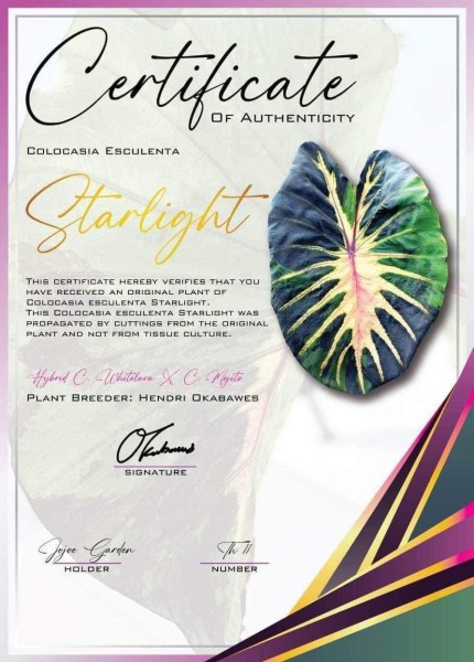 Colocasia Starlight - NEW!!!