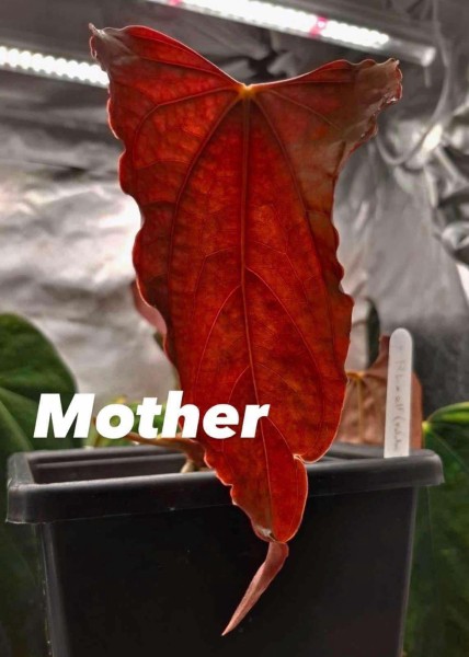 Anthurium Ralph Lynn - Bottom Cutting - NEW!!!