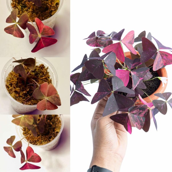 Oxalis Triangularis pink variegata - NEW!!!