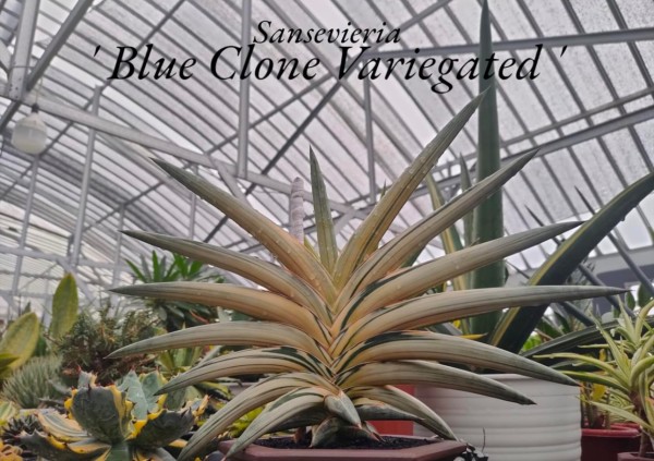 Blue clone variegated - Highgrade - NEW!!!