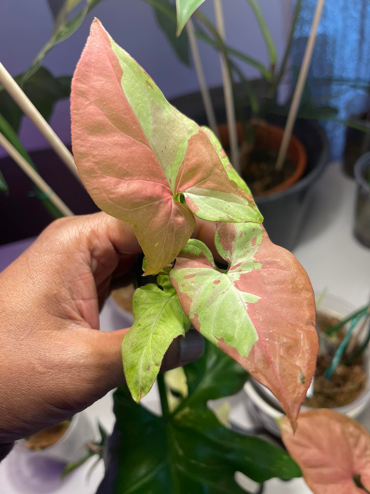 Syngonium Strawberry Milk - NEW!! | Exotic Plants | Traumseerose ...