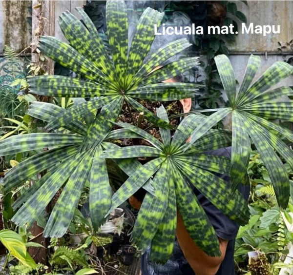 Licuala mattanensis var. Mapu - NEW!!!