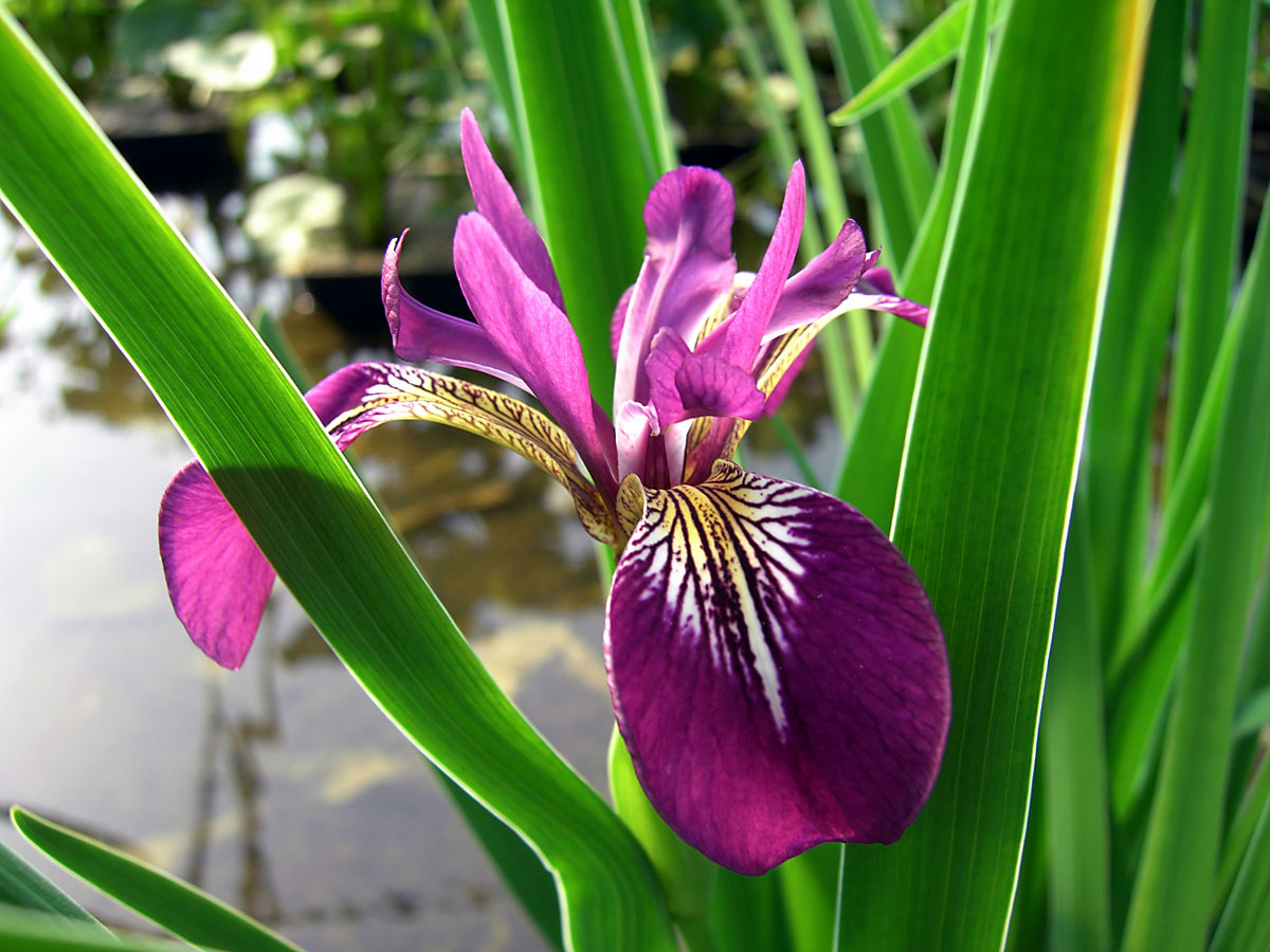 iris versicolor "kermesina" rot