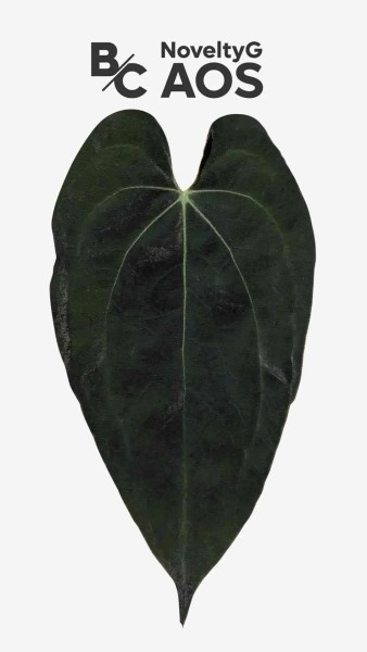 Anthurium G Novelty AOS 2 - NEW!!!