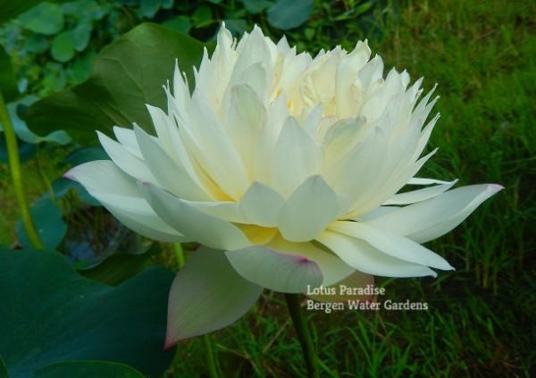 Jade Feather