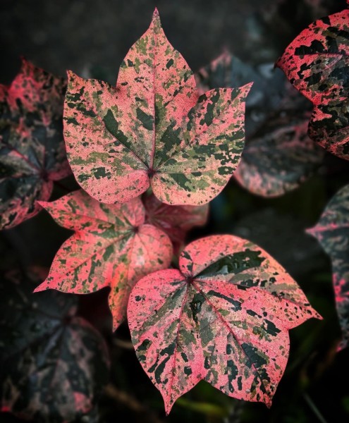 Gossypium herbaceum 'albe red'