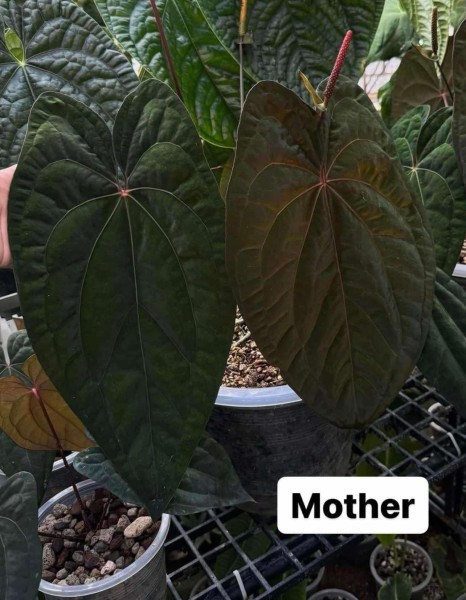 Anthurium Red Vein Dark Phoenix 3 - NEW!!!